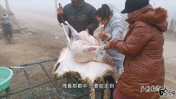 璐璐殺死羊的最新視頻，傳統(tǒng)與現(xiàn)代的交織
