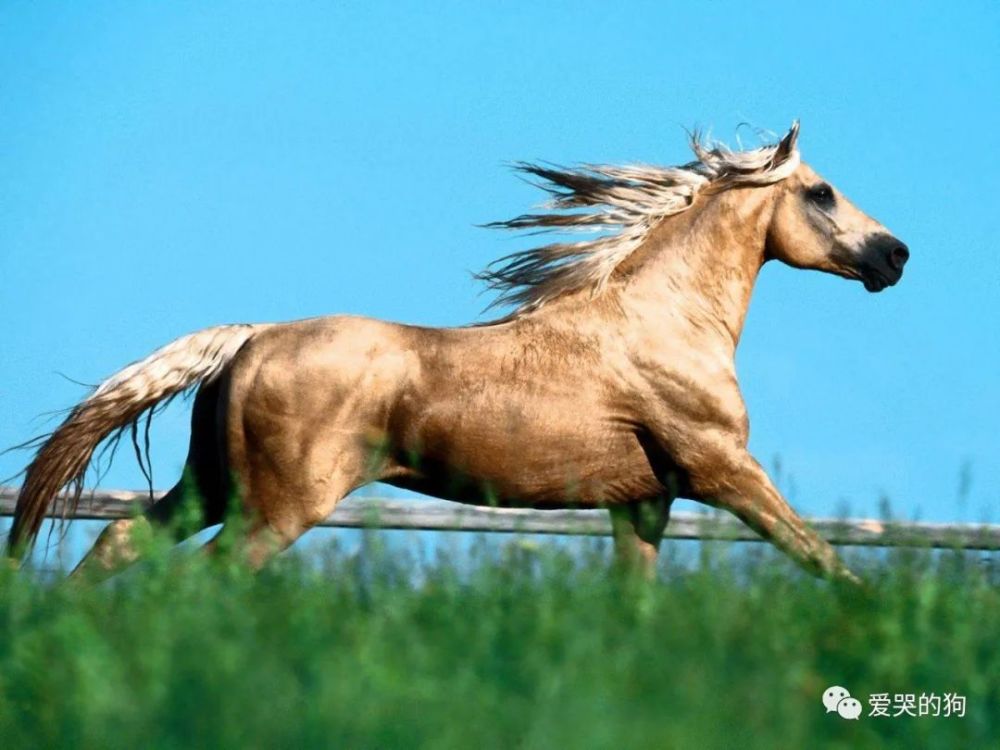 探索未知，今晚澳門特馬開什么與神秘的四不像
